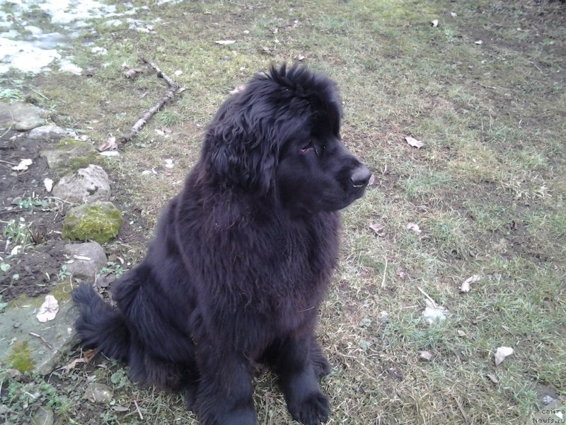 Фото: ньюфаундленд Фанньюф Жемапель Мадам Нуар (Funnewf Jemapel Madam Nuar)