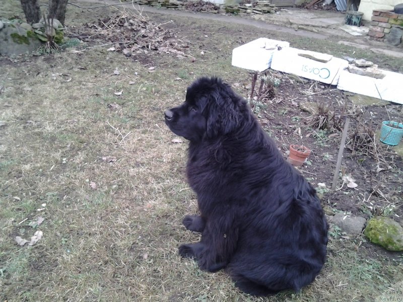 Фото: ньюфаундленд Фанньюф Жемапель Мадам Нуар (Funnewf Jemapel Madam Nuar)
