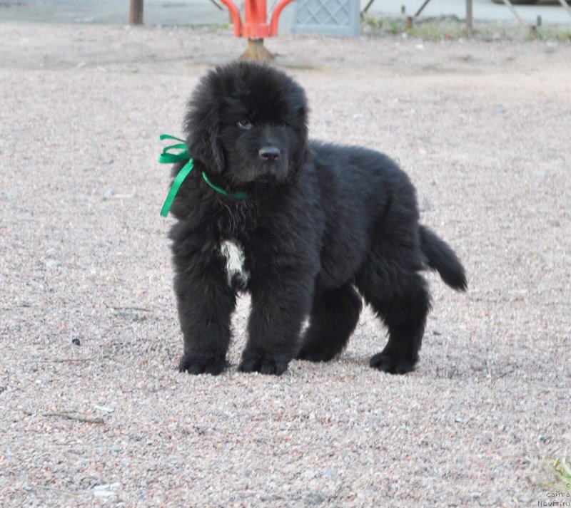 Фото: Бегущая по волнам Фьюжн Дэнс