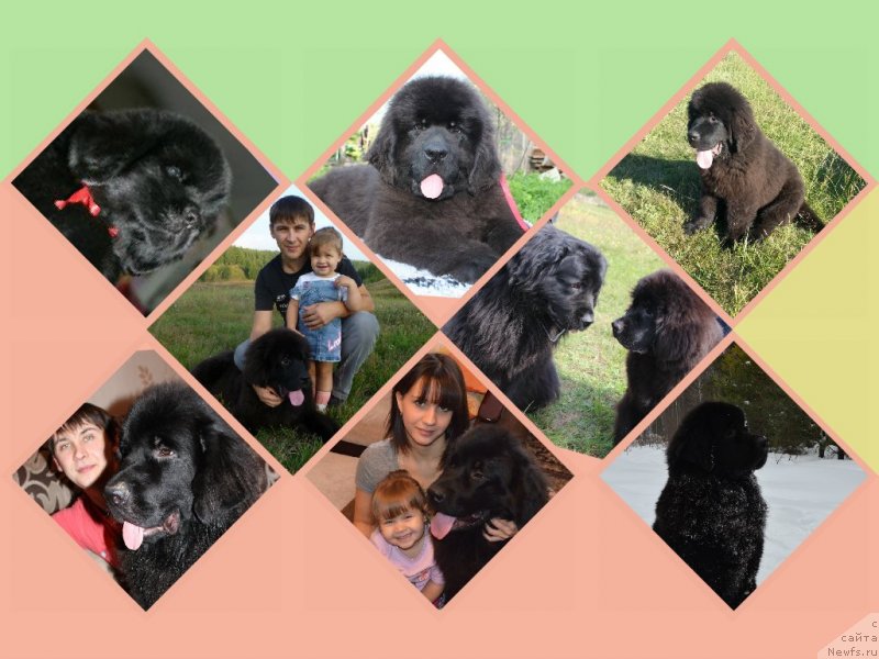 Фото: ньюфаундленд Черная Мафия Зесту Бетту (Chernaya Mafia Zesty Betty), Юлия Бусурина, Алексей, Ксюша
