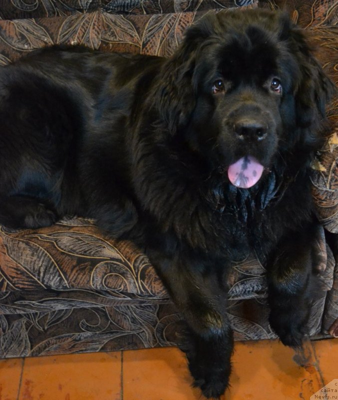 Фото: ньюфаундленд Черная Мафия Зоом Инто Ме (Chernaya Mafia Zoom Into Me)