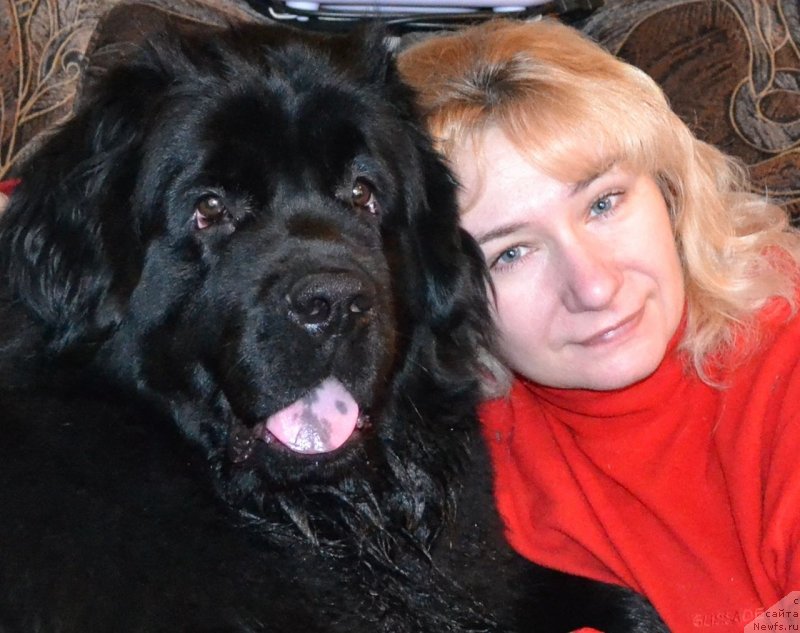 Фото: ньюфаундленд Черная Мафия Зоом Инто Ме (Chernaya Mafia Zoom Into Me)