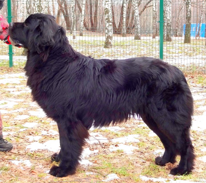 Фото: ньюфаундленд Черный Чанк с Берега Дона (Chernyj Chank s Berega Dona)