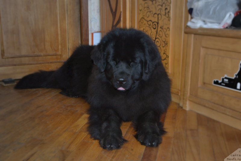 Фотография № 148207