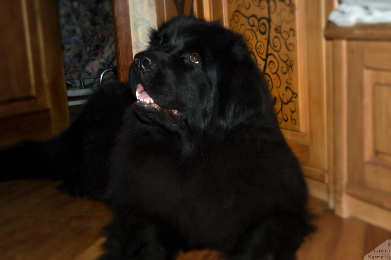 Фотография № 148208