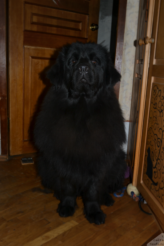 Фото: ньюфаундленд Лепесток Лилии