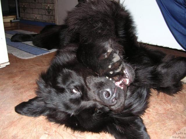 у каких собак есть перепонки