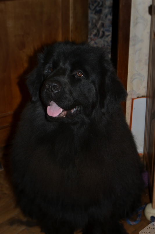 Фото: ньюфаундленд Лепесток Лилии