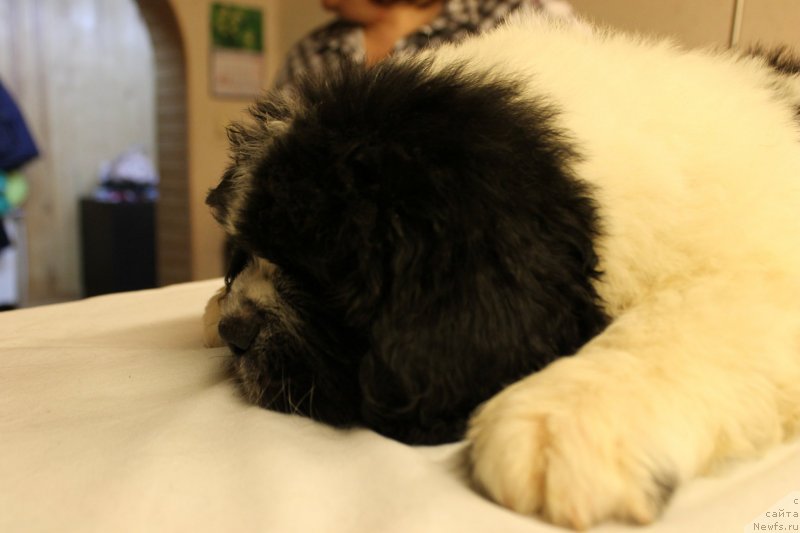 Фото: Адонис