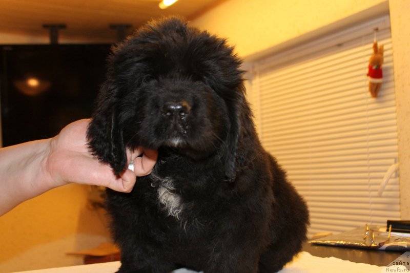 Фотография № 148220