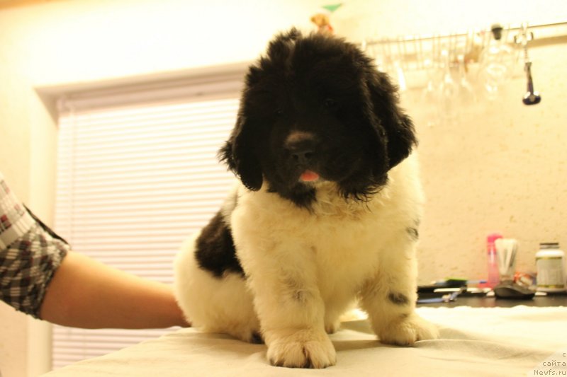 Фотография № 148225