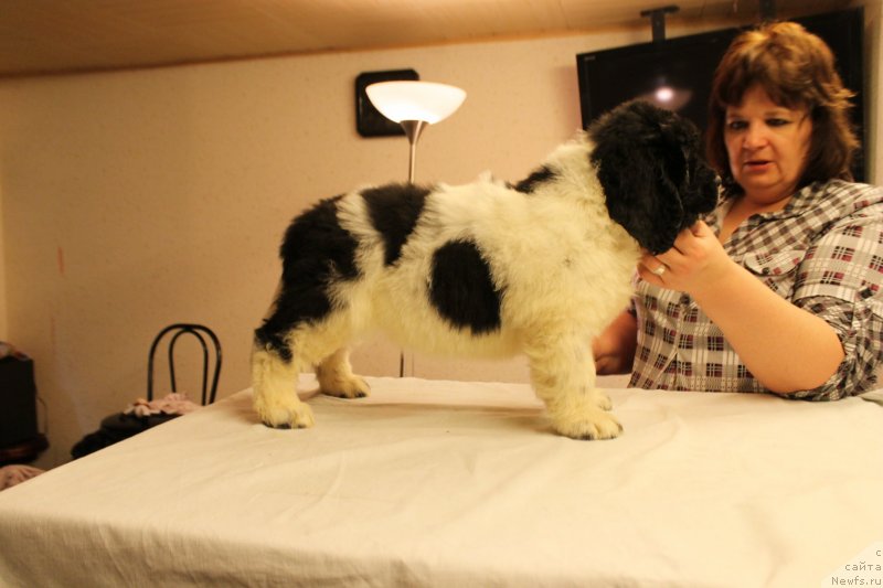 Фотография № 148226