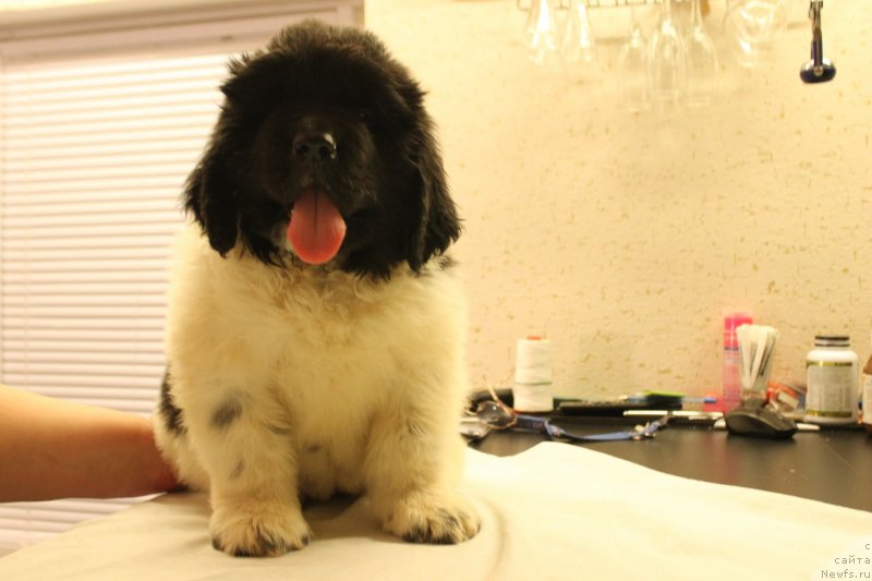 Фотография № 148227