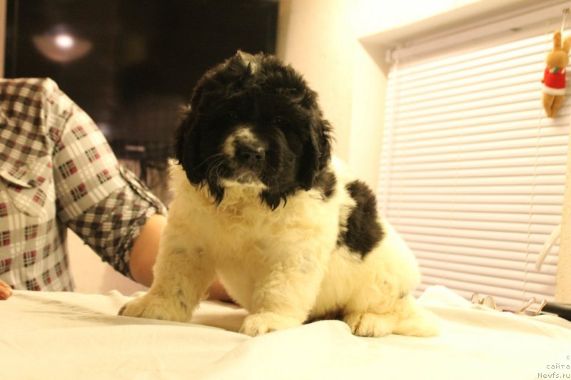 Фотография № 148229