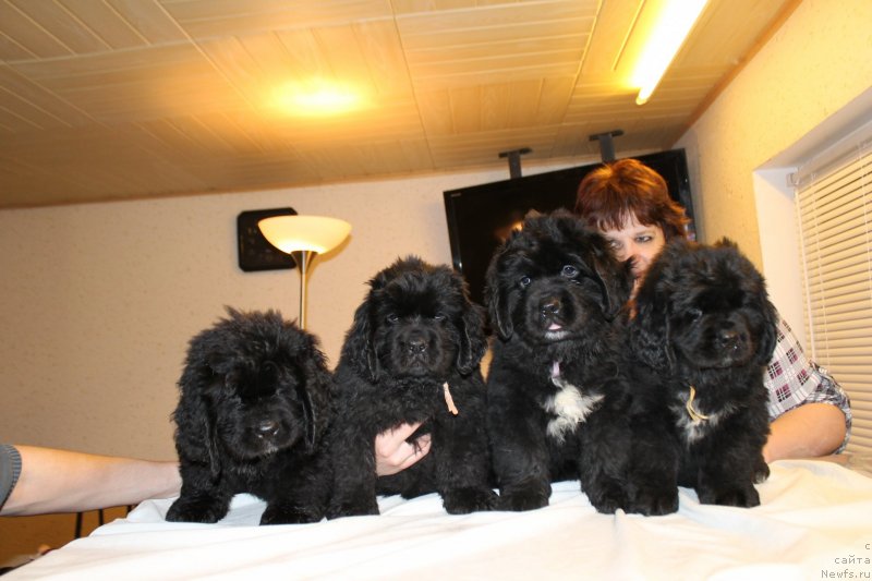 Фотография № 148230