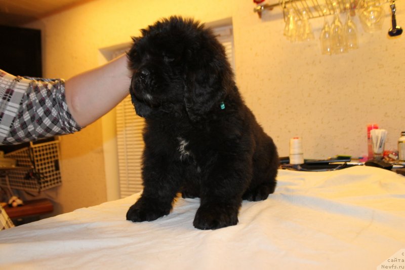 Фотография № 148232