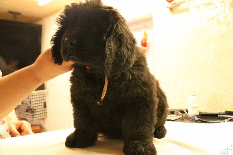 Фотография № 148234