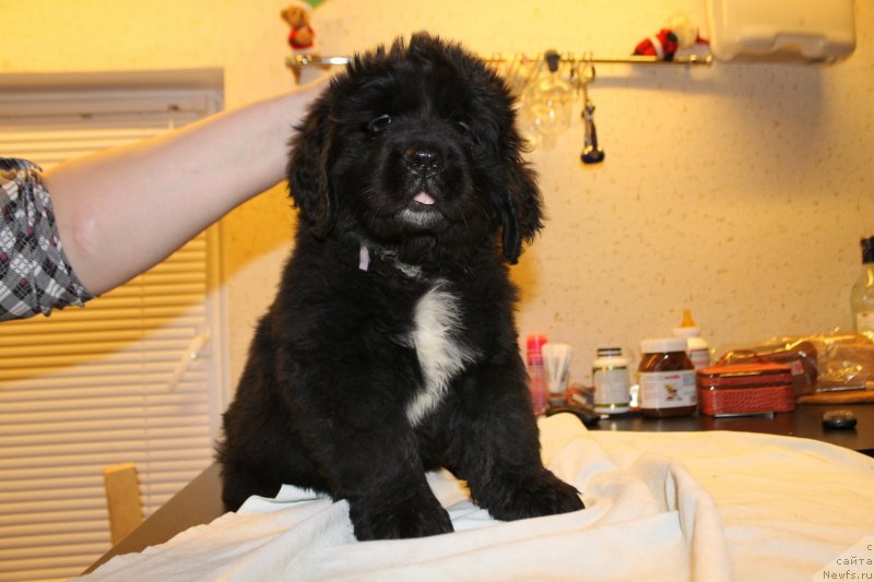 Фотография № 148236