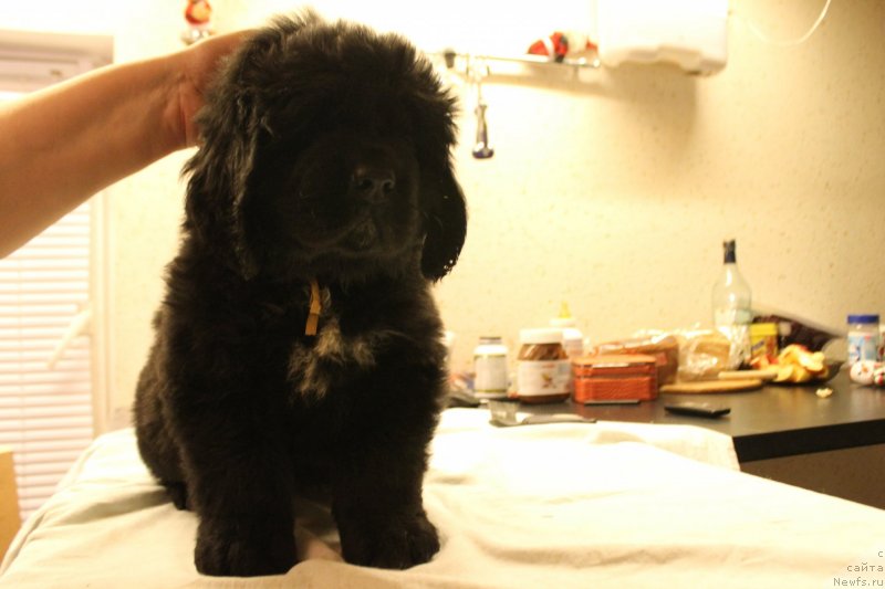 Фотография № 148238