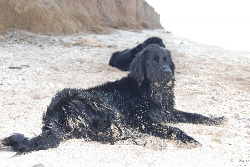 Фото: ньюфаундленд Супер Премиум Лав Ми Тендер