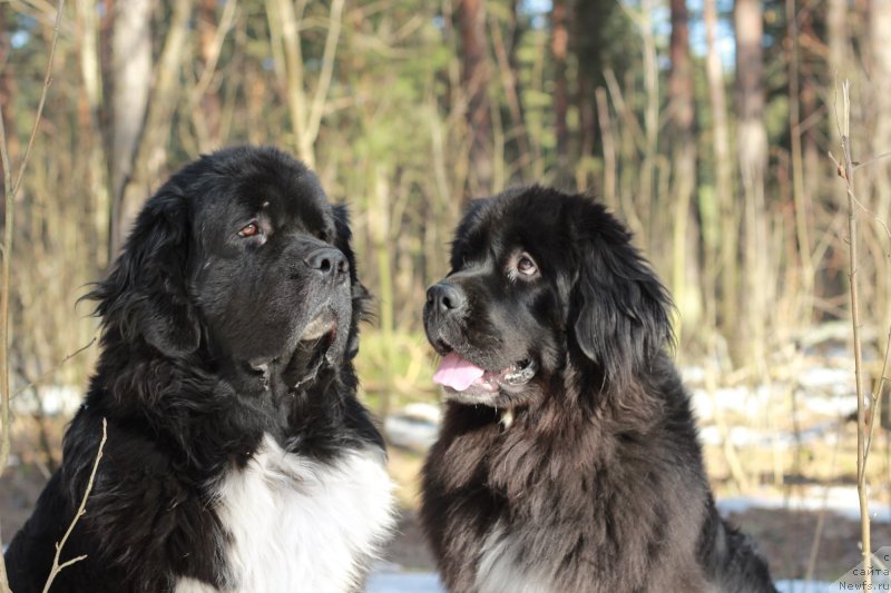 Фотография № 148247