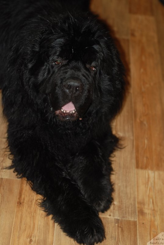 Фотография № 148248