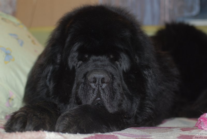 Фотография № 148249