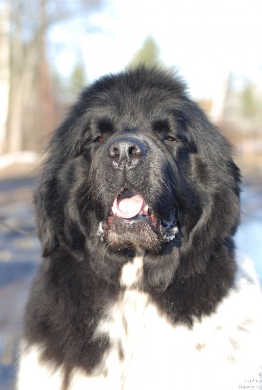 Фотография № 148250