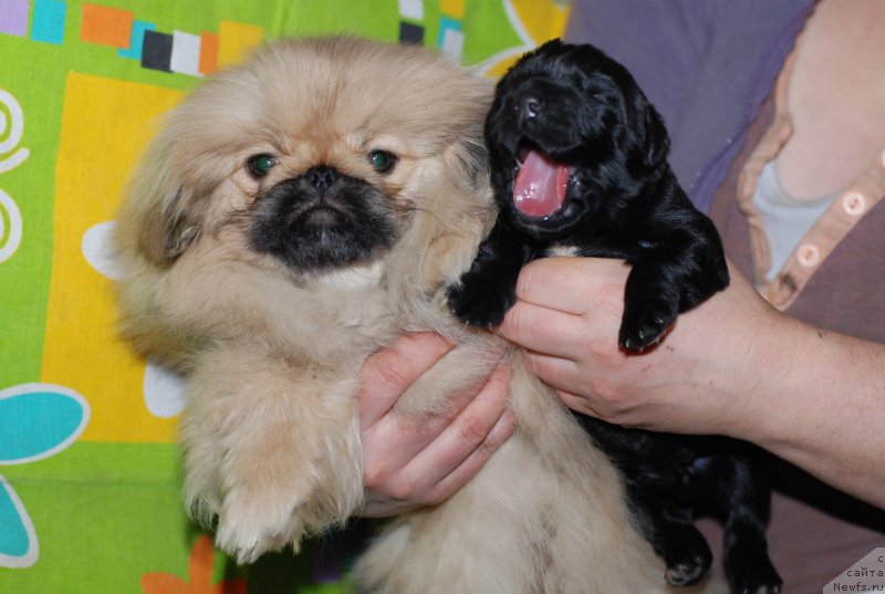 Фото: ньюфаундленд Акватория Келвин Онли Лав (Aquatoriya Kelvin Only Love)