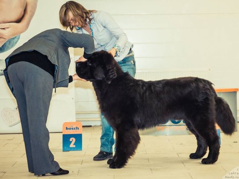 Фотография № 148254