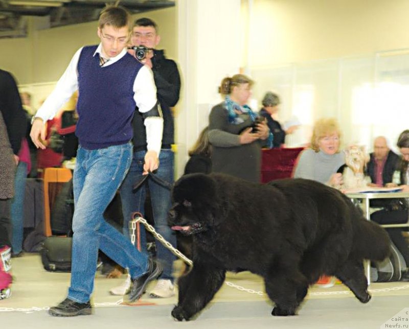 Фото: ньюфаундленд Дак Прайд Виттон (Dark Pride Vuitton)