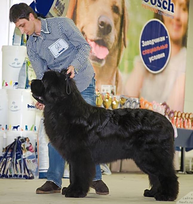 Фото: ньюфаундленд Акватория Келвин Флэш Ройал (Aquatoriya Kelvin Flash Royal), Александр Коротков
