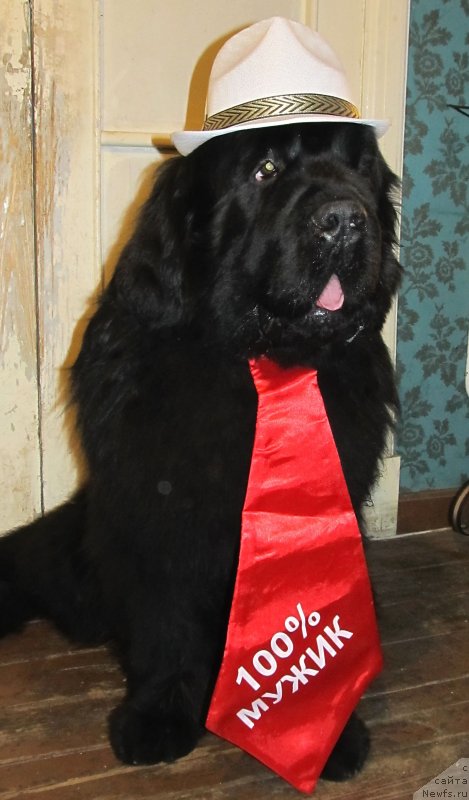 Фото: ньюфаундленд Акватория Келвин Флэш Ройал (Aquatoriya Kelvin Flash Royal)