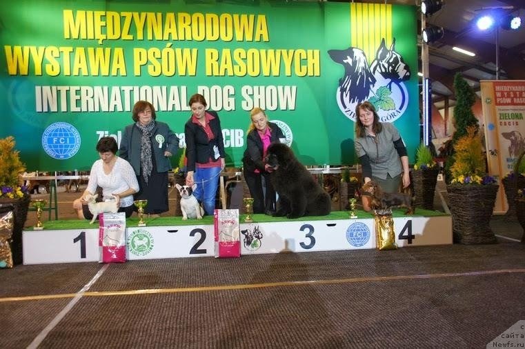 Фото: ньюфаундленд Guy of Hope Moon Bear