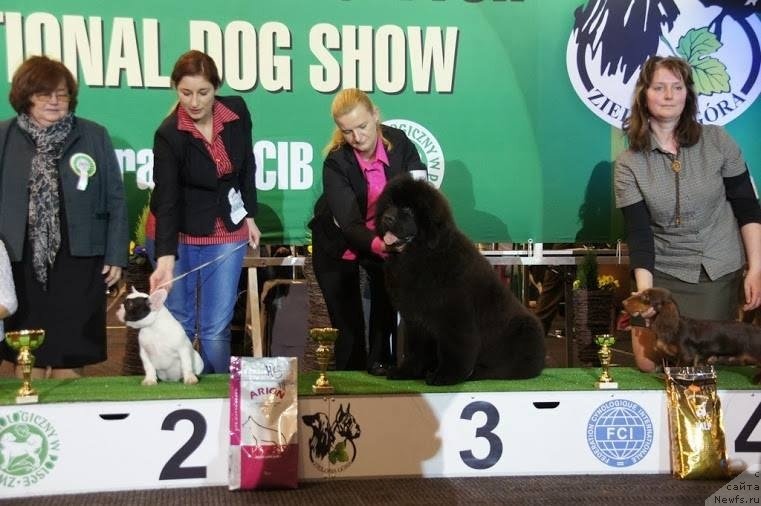 Фото: ньюфаундленд Guy of Hope Moon Bear