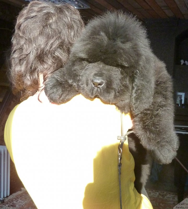 Фото: ньюфаундленд Rose Wanted Impressing Stunningly