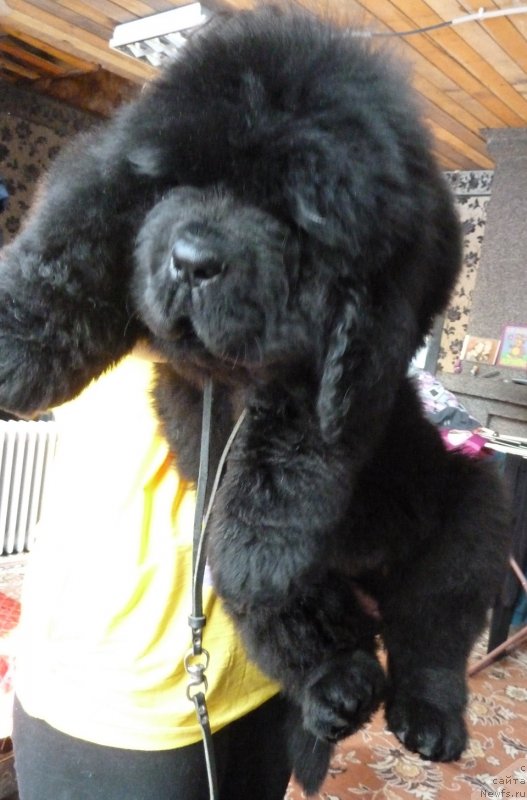 Фото: ньюфаундленд Rose Wanted Impressing Stunningly