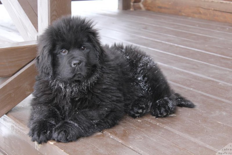 Фото: ньюфаундленд Нью-Пом-Шир Арктур Сварт Бьорн