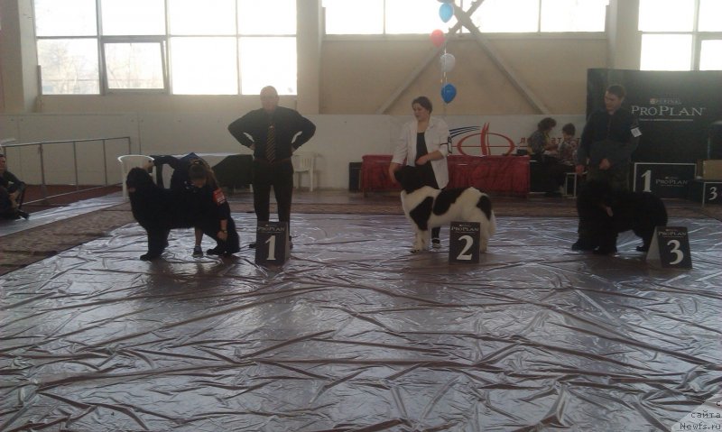 Фото: ньюфаундленд Ньюфорт Черника Леди