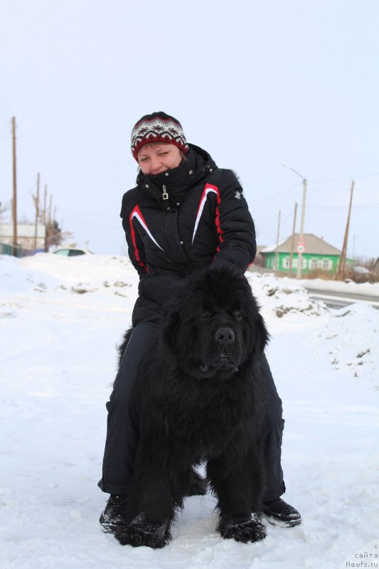 Фото: ньюфаундленд Супер Премиум Лиллихаммер (Super Premium Lillihamer)