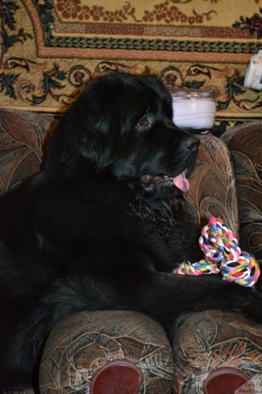 Фото: ньюфаундленд Черная Мафия Зоом Инто Ме (Chernaya Mafia Zoom Into Me)