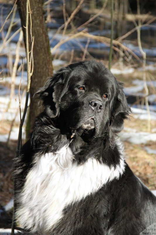 Фото: ньюфаундленд Старбимовлав Гардемарин