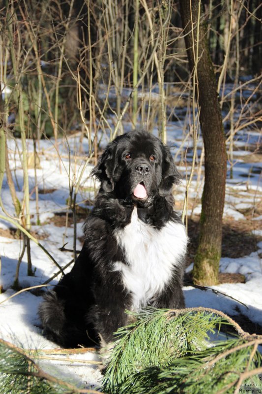 Фото: ньюфаундленд Старбимовлав Гардемарин
