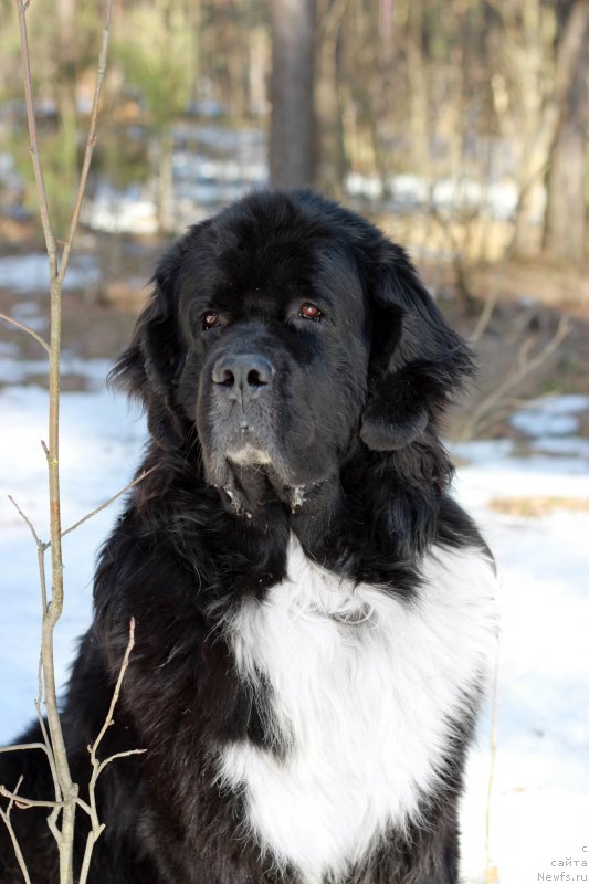Фото: ньюфаундленд Старбимовлав Гардемарин