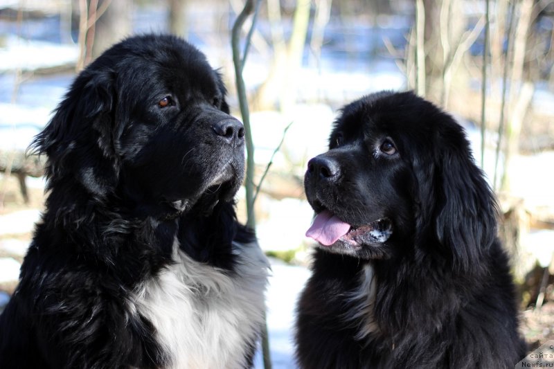 Фото: ньюфаундленд Старбимовлав Гардемарин, Кити