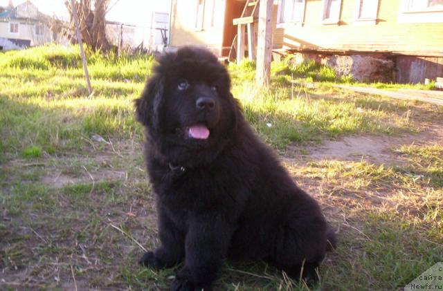 Фото: ньюфаундленд Глория Гранд Блек