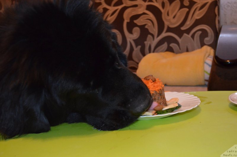 Фото: ньюфаундленд Черная Мафия Зесту Бетту (Chernaya Mafia Zesty Betty)