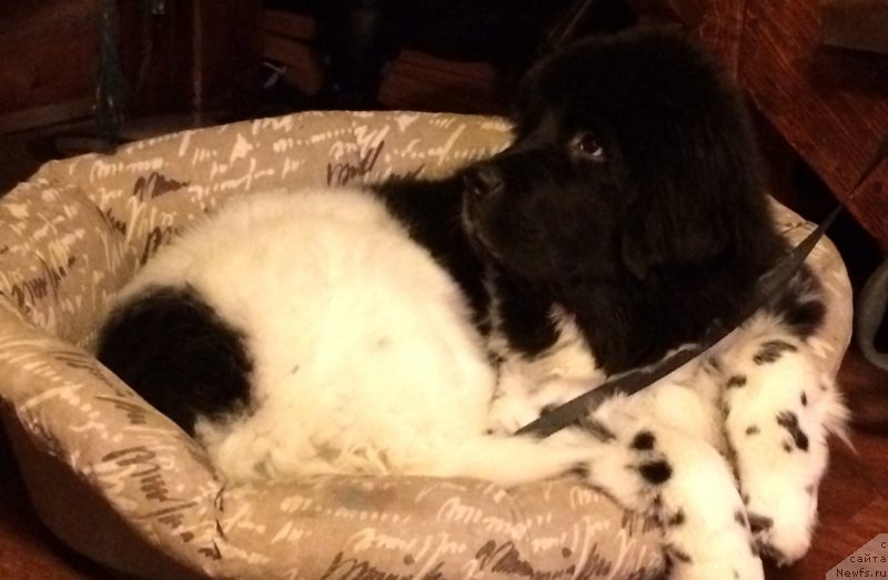 Фотография № 148294