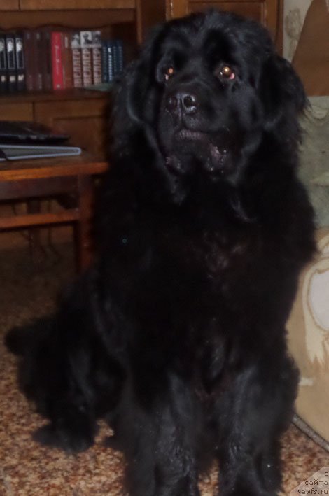 Фото: ньюфаундленд Чрезвычайная Чайн с Берега Дона (Chrezvychaynaya Chayn s Berega Dona)