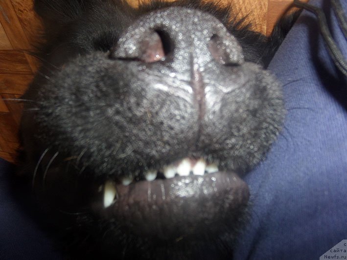 Фото: ньюфаундленд Чрезвычайная Чайн с Берега Дона (Chrezvychaynaya Chayn s Berega Dona)